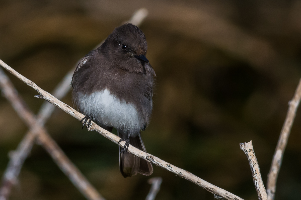 Black phoebe (Sayornis nigricans)